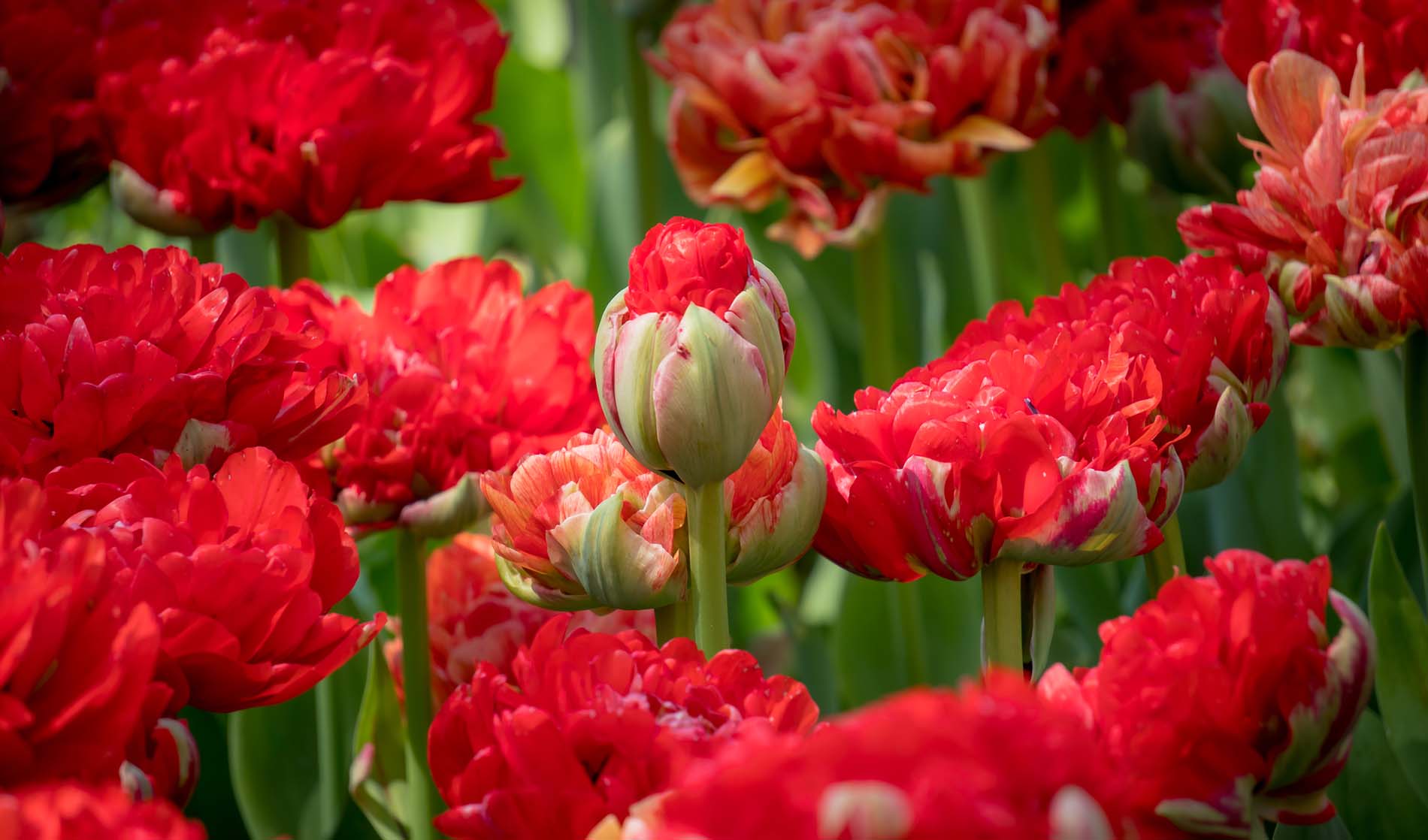 Image of Clove flower.