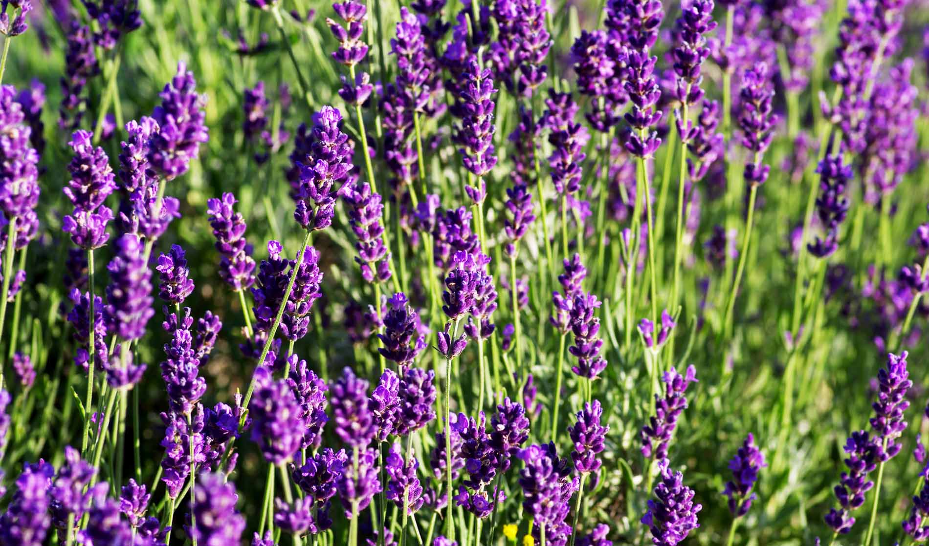 Image of Lavender.